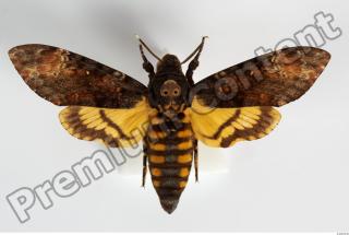 Death-head Hawkmoth - Acherontia atropos 0001